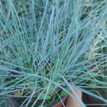 蓝羊茅蓝羊茅苗优质蓝羊茅大量上市支持实地看货