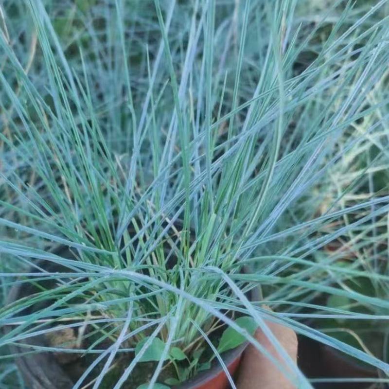 蓝羊茅蓝羊茅苗优质蓝羊茅大量上市支持实地看货