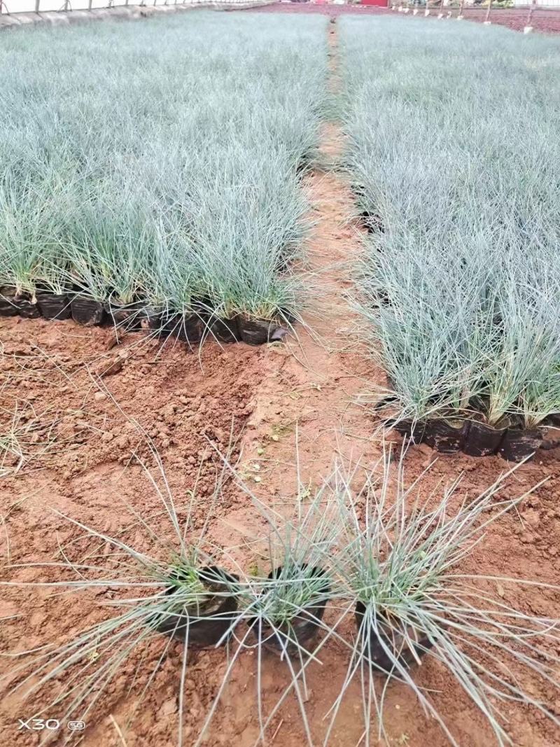 蓝羊茅蓝羊茅苗优质蓝羊茅大量上市支持实地看货