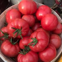 【普罗旺斯西红柿】网红水果西红柿，大量有货，基地直供