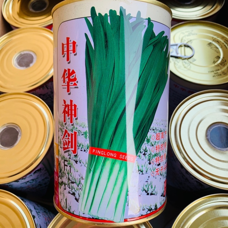 平龙中华神剑韭菜种子特高产抗病无干尖黄叶，不休眠青韭种子