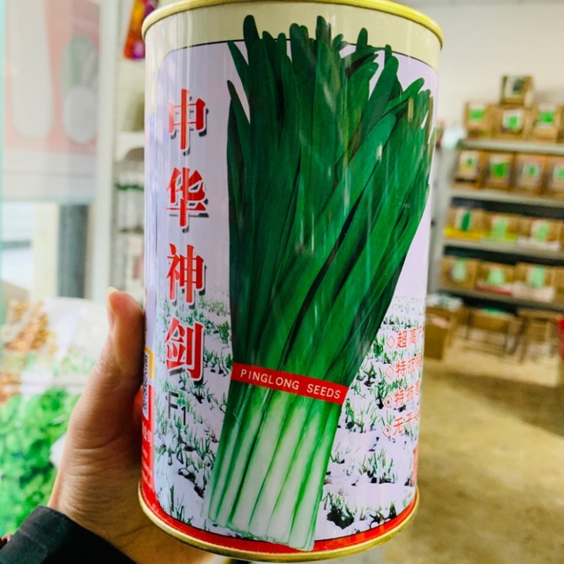 平龙中华神剑韭菜种子特高产抗病无干尖黄叶，不休眠青韭种子