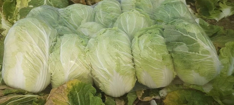 湖北黄心大白菜，产地直供，一手货源，量大优惠欢迎实地考察