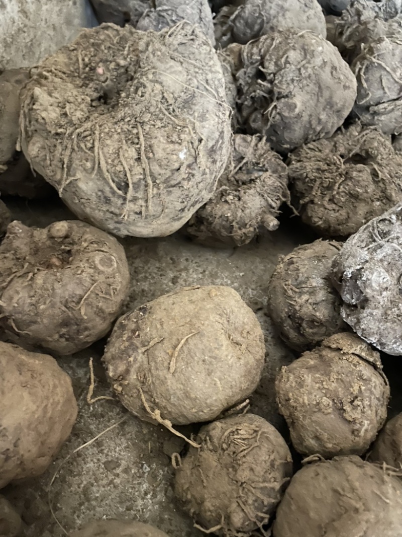 魔芋种子
