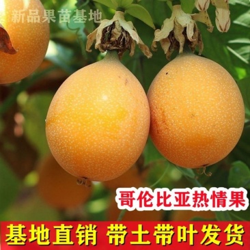 热情果苗哥伦比亚热情百香果树苗耐寒品种盆栽地栽当年结果