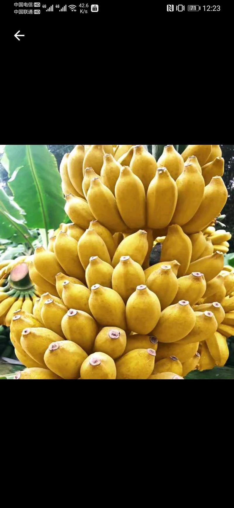 【一件代发】广西小米蕉土香蕉当季新鲜水果包邮
