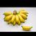 【一件代发】广西小米蕉土香蕉当季新鲜水果包邮
