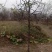 枣树6~8cm4~6cm6—8cm10到15c