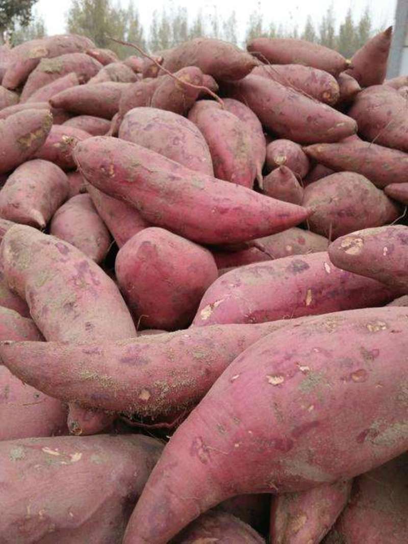 西瓜红红薯，种薯，商品薯，3两以上，袋装，箱装