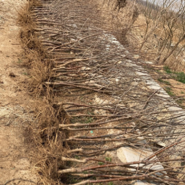 大樱桃树苗基地直发
