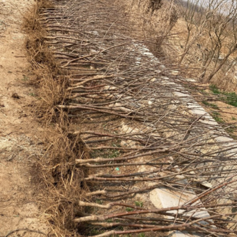 大樱桃树苗基地直发
