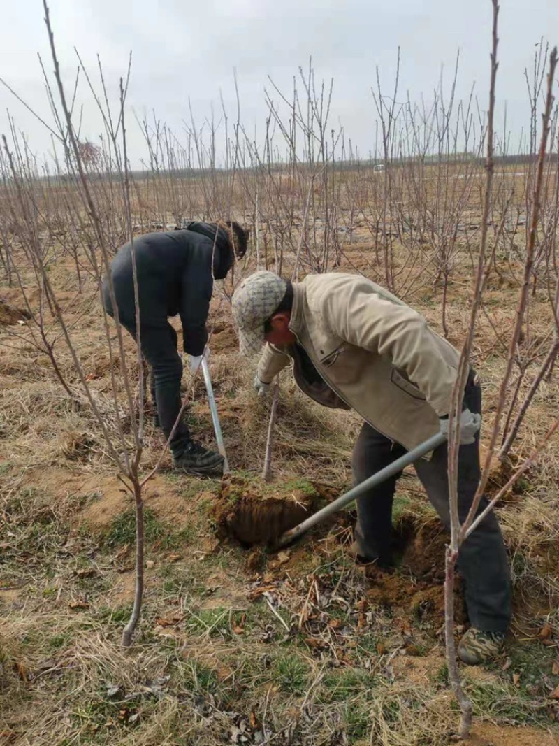大樱桃树苗基地直发