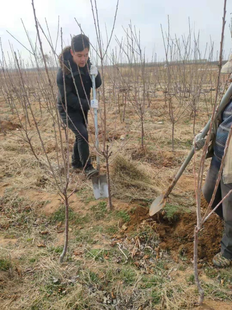 大樱桃树苗基地直发