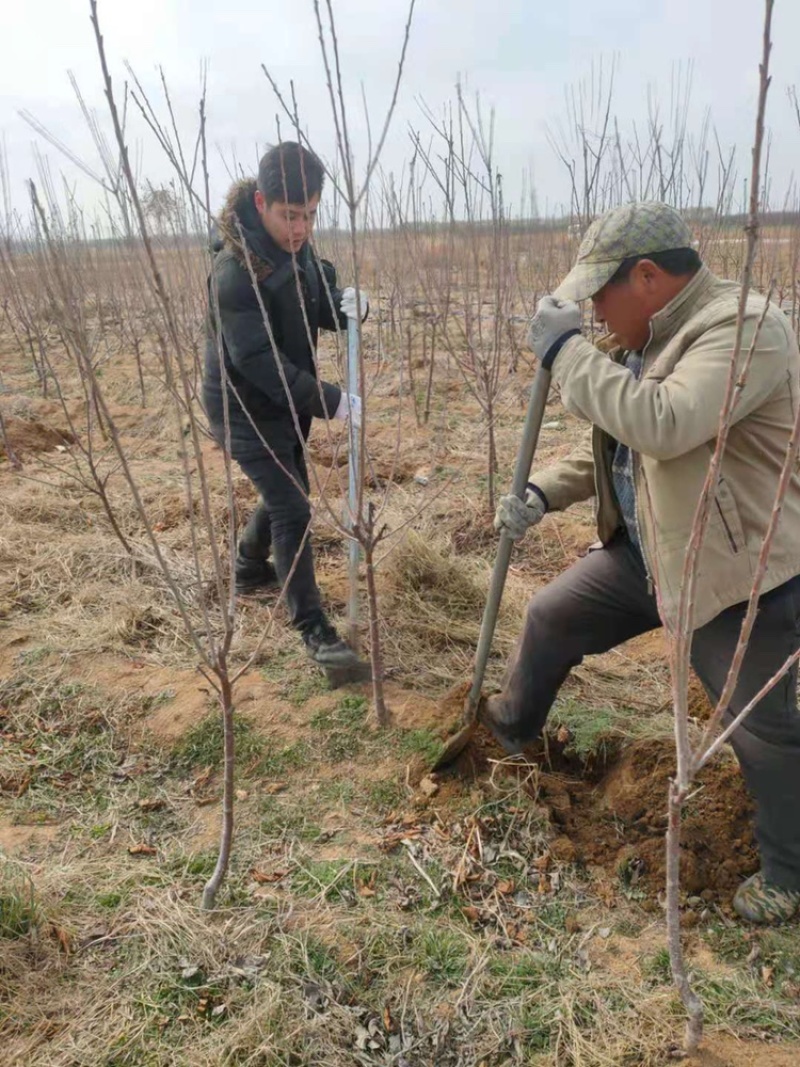 大樱桃树苗基地直发