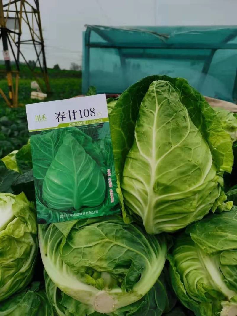 牛心包，外形美观，耐抽苔性强，中心挂短，品质佳耐裂。