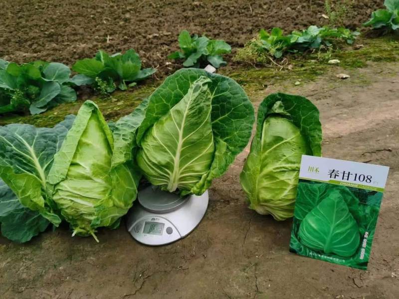 牛心包，外形美观，耐抽苔性强，中心挂短，品质佳耐裂。