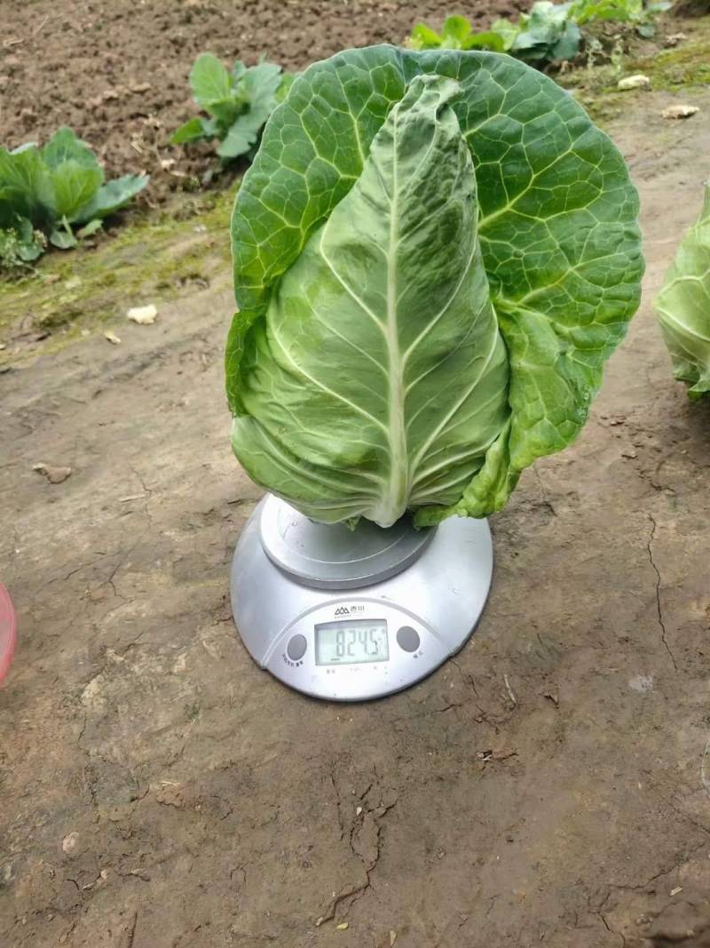 牛心包，外形美观，耐抽苔性强，中心挂短，品质佳耐裂。