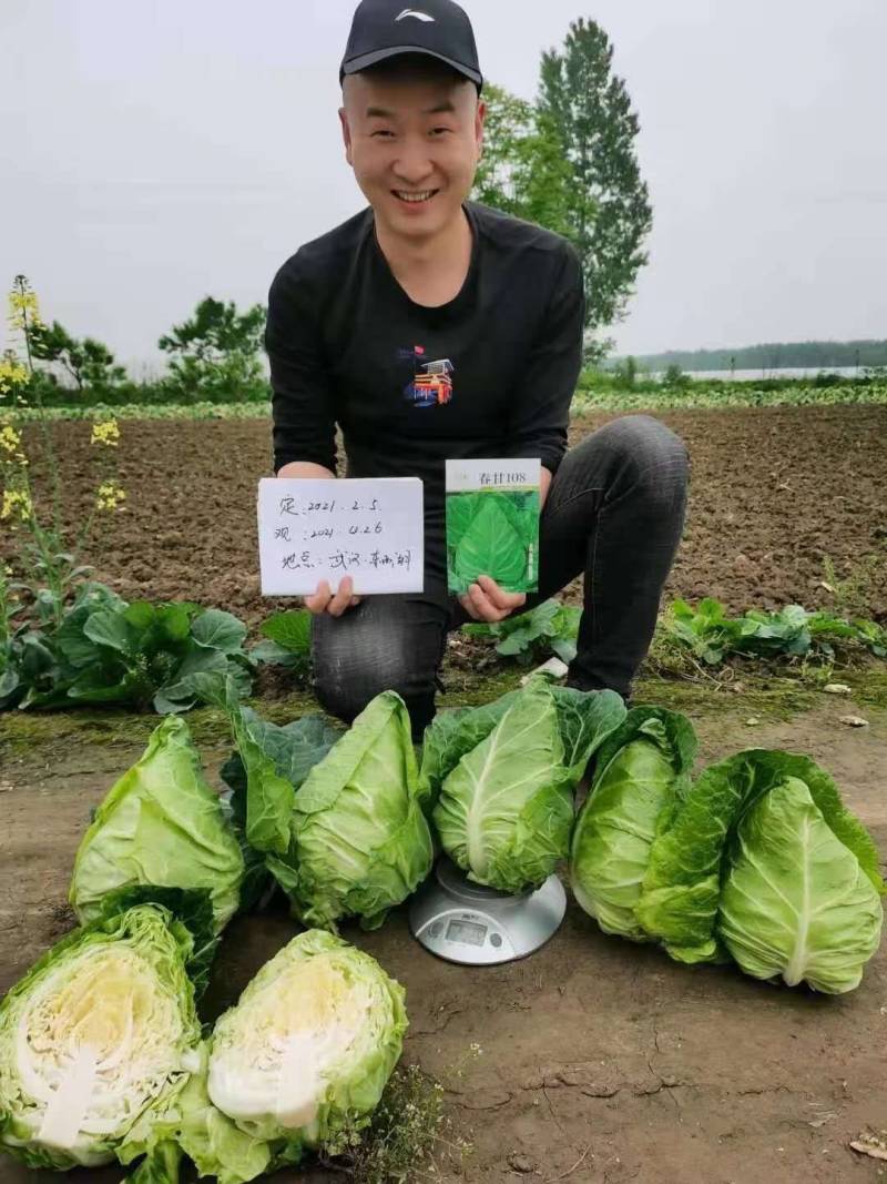 牛心包，外形美观，耐抽苔性强，中心挂短，品质佳耐裂。