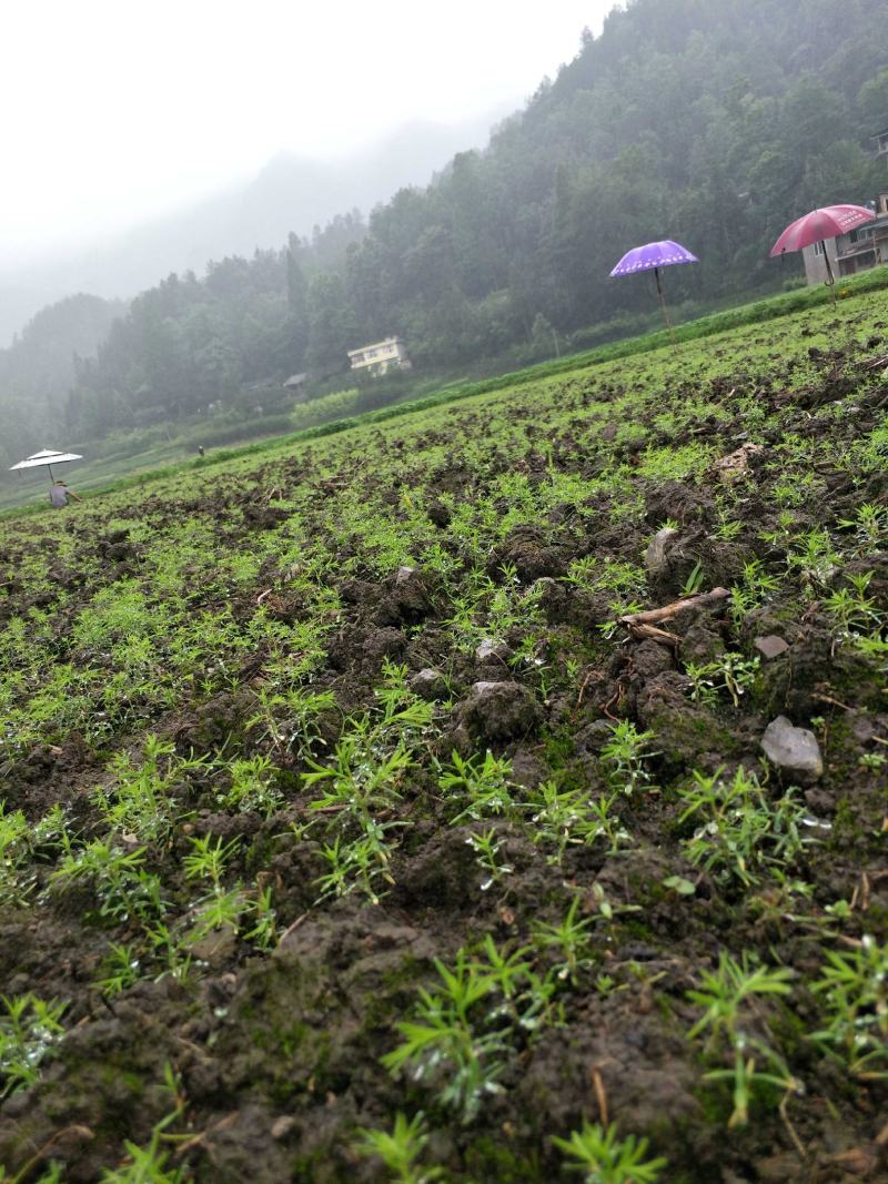 水杉种子，当年水杉新种子，发芽率90%。