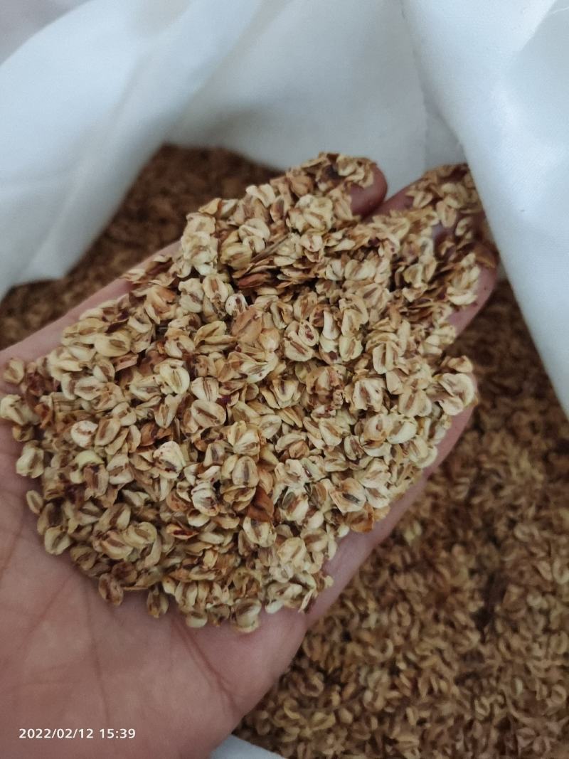 水杉种子，当年水杉新种子，发芽率90%。
