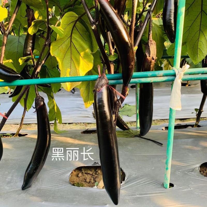 龙盛黑丽长茄子种子黑色长茄油黑长条茄子种籽黑长茄种籽