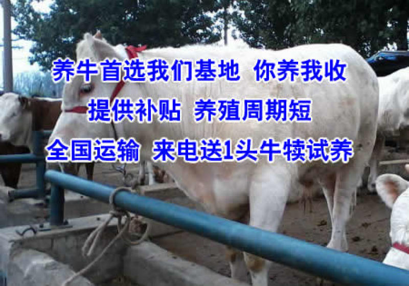 牛犊，黄牛犊，西门塔尔牛犊，实地供应商，价格优惠质量保证