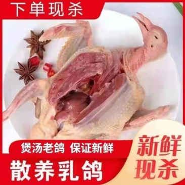 【乳鸽】白条鸽大量供应规格齐全供应批发商电商支持一件代发