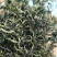 百花益寿茶罗汉果花甜叶菊山蜜蒲公英茶跑江湖摆地摊展会货源