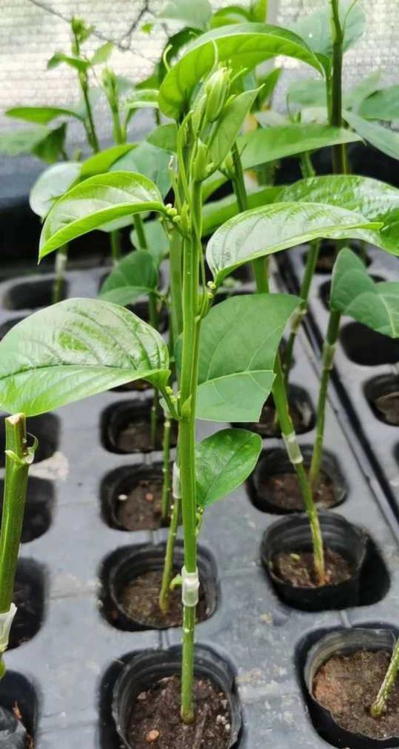 香蜜百香果苗嫁接香蜜百香果纯甜果汁多饱满超大百香果适应广