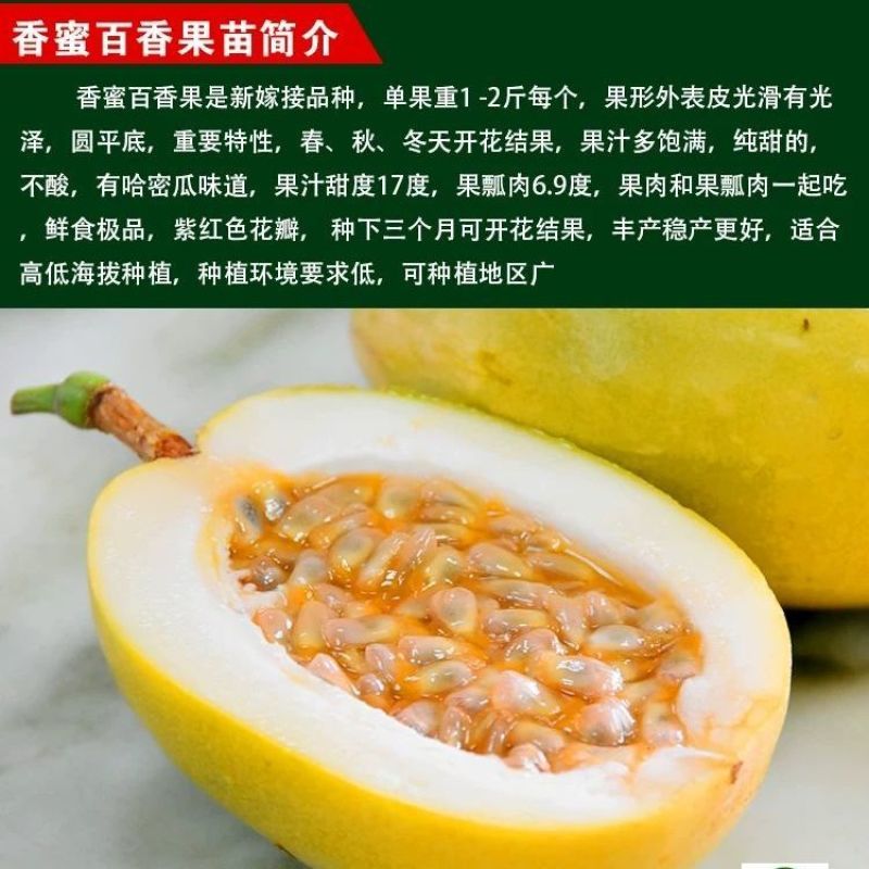 香蜜百香果苗嫁接香蜜百香果纯甜果汁多饱满超大百香果适应广
