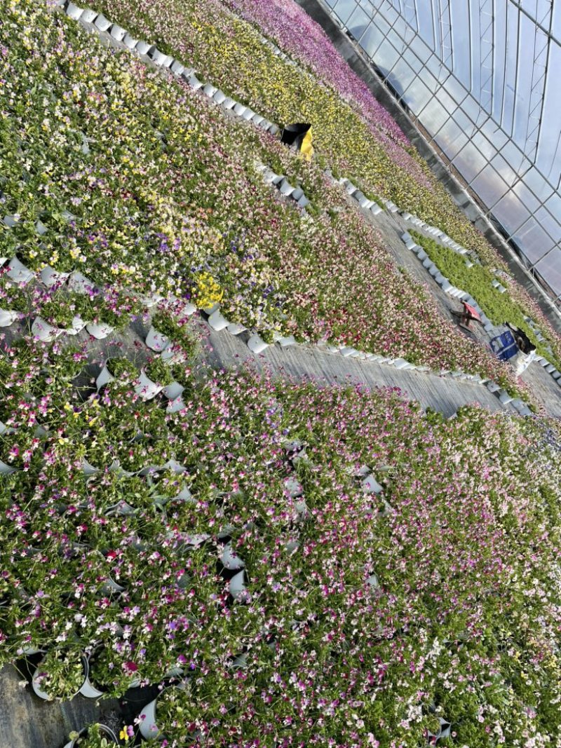 兔堇，角堇，基地直发，需要老板联系，量大优惠