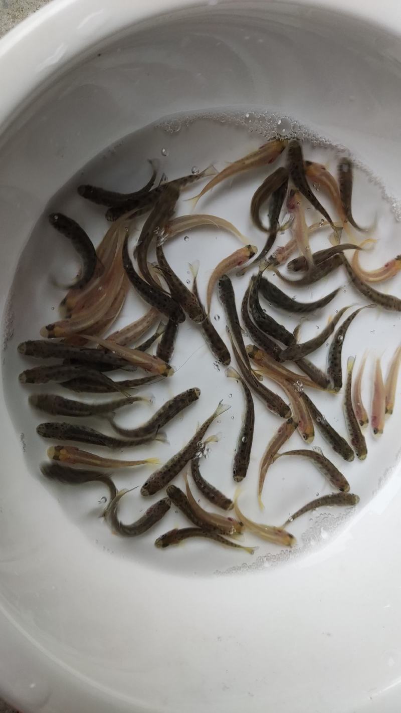 虹鳟鱼苗三文鱼鱼苗虹鳟金鳟批发零售