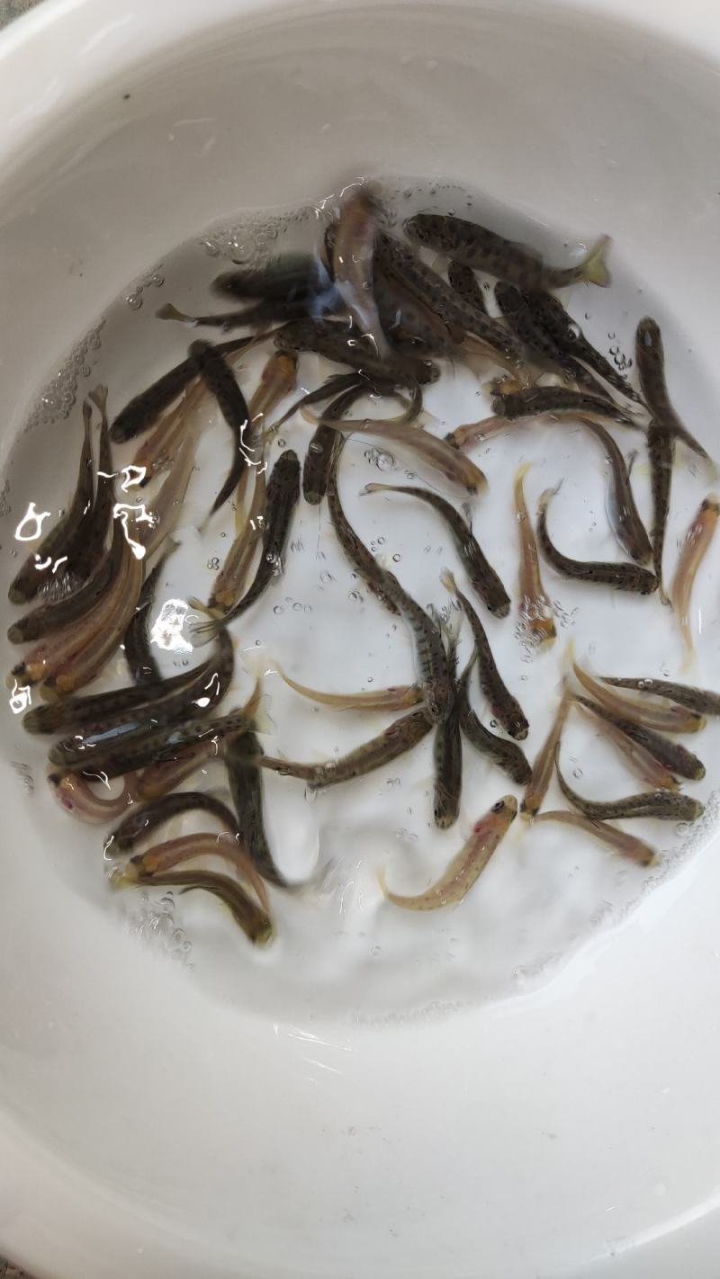 虹鳟鱼苗三文鱼鱼苗虹鳟金鳟批发零售