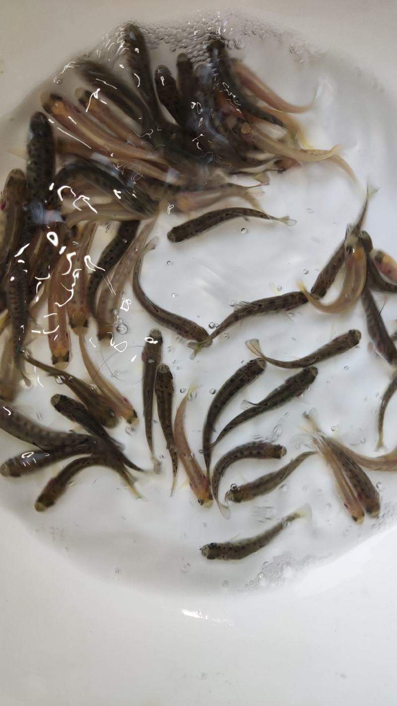 虹鳟鱼苗三文鱼鱼苗虹鳟金鳟批发零售