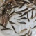 虹鳟鱼苗三文鱼鱼苗虹鳟金鳟批发零售