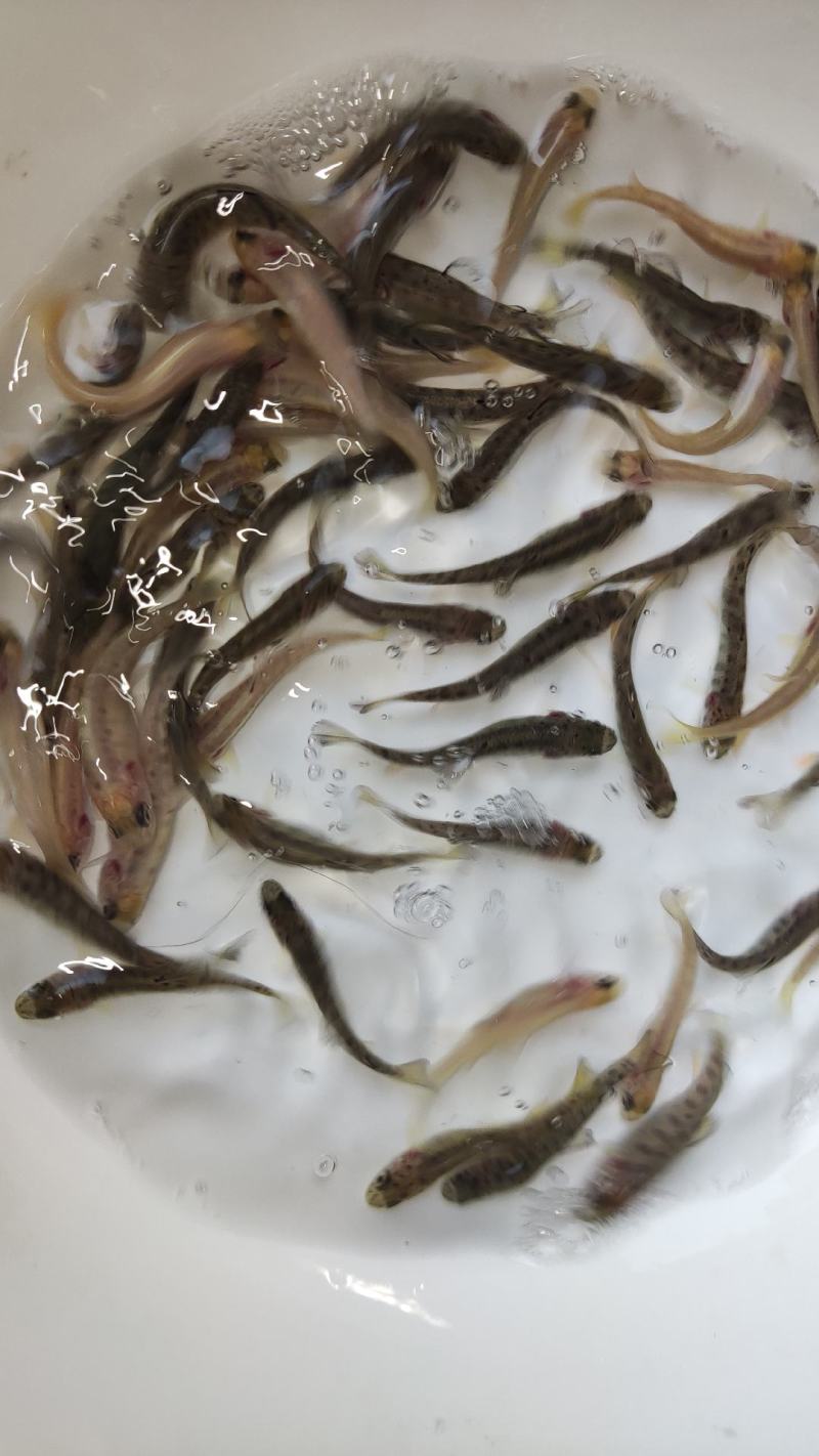 虹鳟鱼苗三文鱼鱼苗虹鳟金鳟批发零售