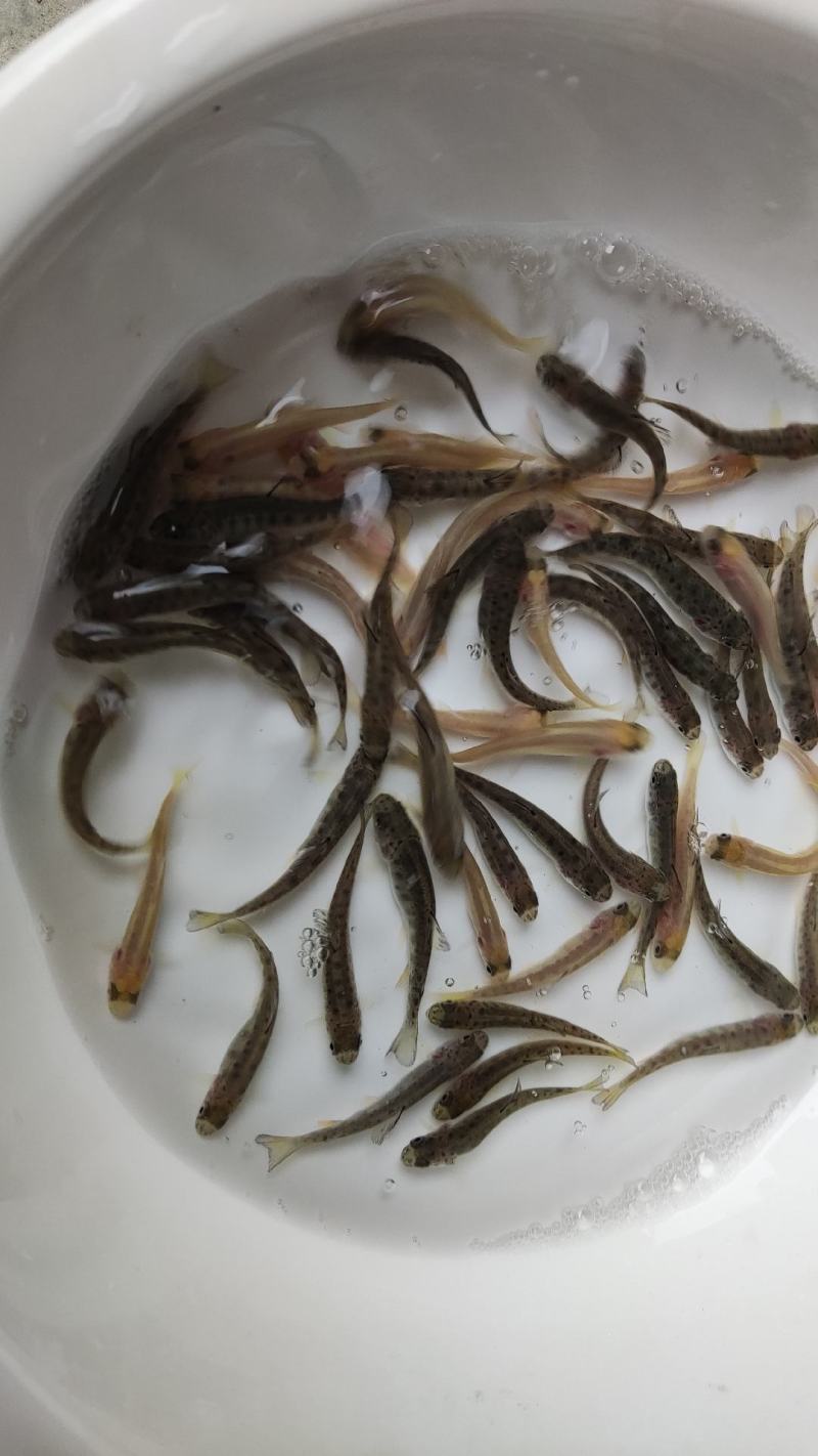 虹鳟鱼苗三文鱼鱼苗虹鳟金鳟批发零售