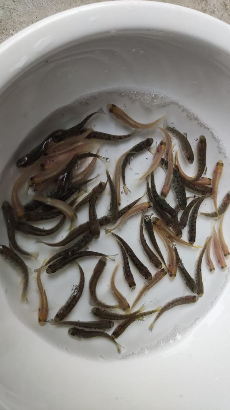 虹鳟鱼苗三文鱼鱼苗虹鳟金鳟批发零售