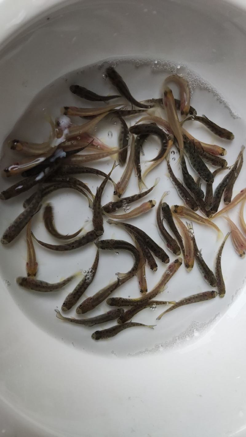 虹鳟鱼苗三文鱼鱼苗虹鳟金鳟批发零售