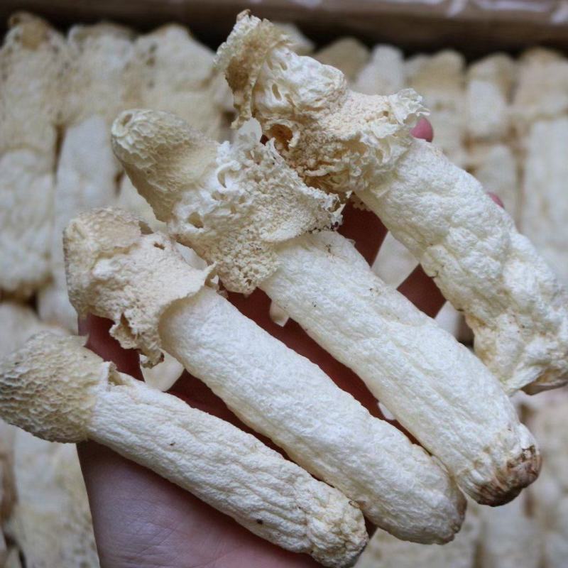 特级精选贵州野生中号AA竹笙颜色白饱满厚肉贵州竹笙久炖不