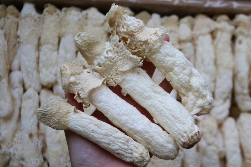 特级精选贵州野生中号AA竹笙颜色白饱满厚肉贵州竹笙久炖不