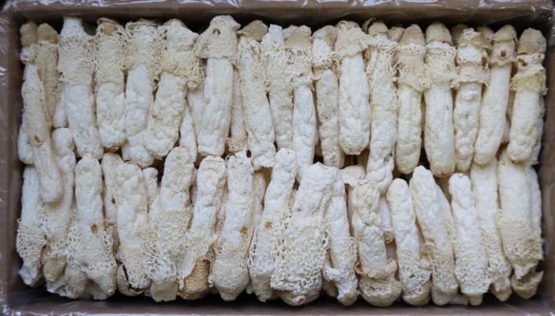 特级精选贵州野生中号AA竹笙颜色白饱满厚肉贵州竹笙久炖不