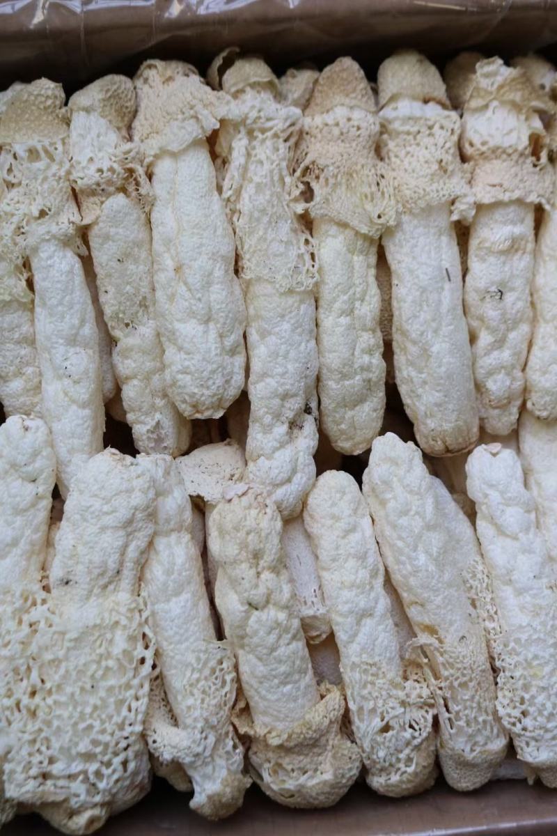 特级精选贵州野生中号AA竹笙颜色白饱满厚肉贵州竹笙久炖不
