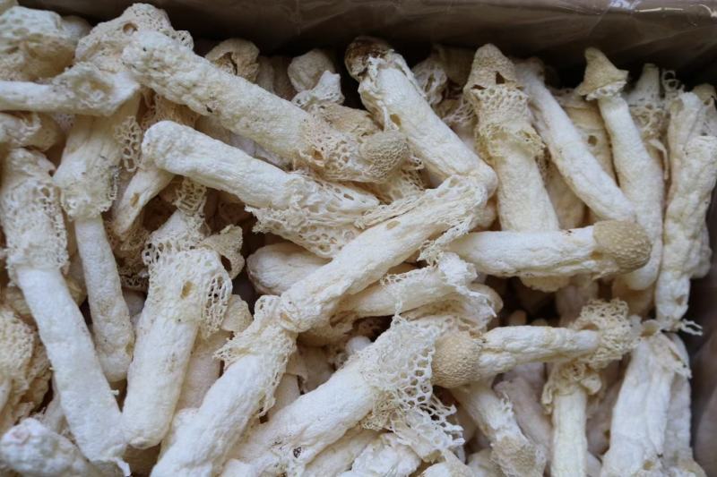 特级精选贵州野生中号AA竹笙颜色白饱满厚肉贵州竹笙久炖不