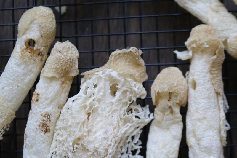 特级精选贵州野生中号AA竹笙颜色白饱满厚肉贵州竹笙久炖不