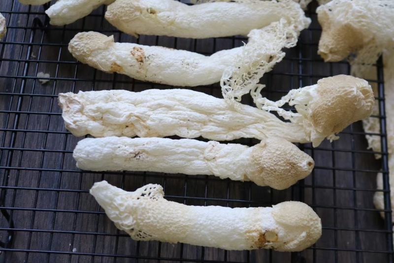 特级精选贵州野生中号AA竹笙颜色白饱满厚肉贵州竹笙久炖不