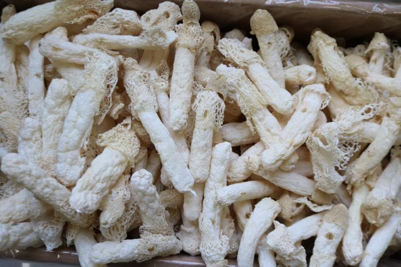 特级精选贵州野生中号AA竹笙颜色白饱满厚肉贵州竹笙久炖不