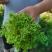 海花草，又名“水苔”或“泥碳癣”