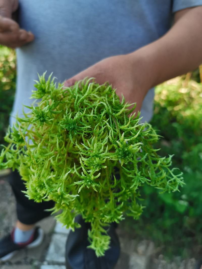 海花草，又名“水苔”或“泥碳癣”