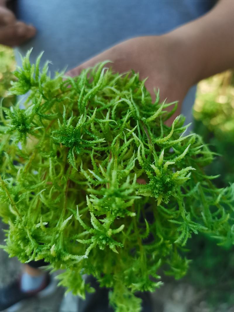 海花草，又名“水苔”或“泥碳癣”